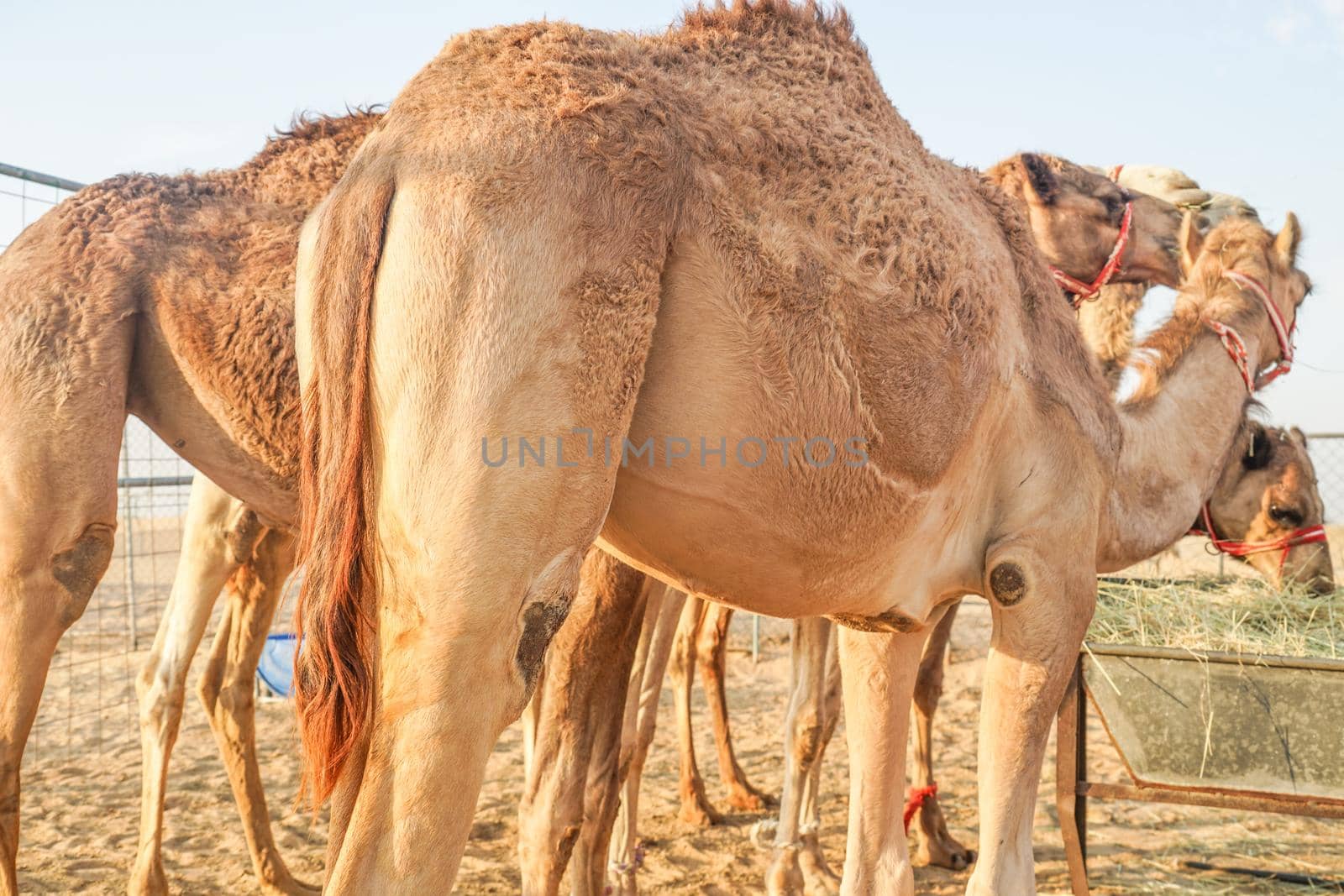 Arabian Desert Camel (United Arab Emirates). Shooting Location: Dubai