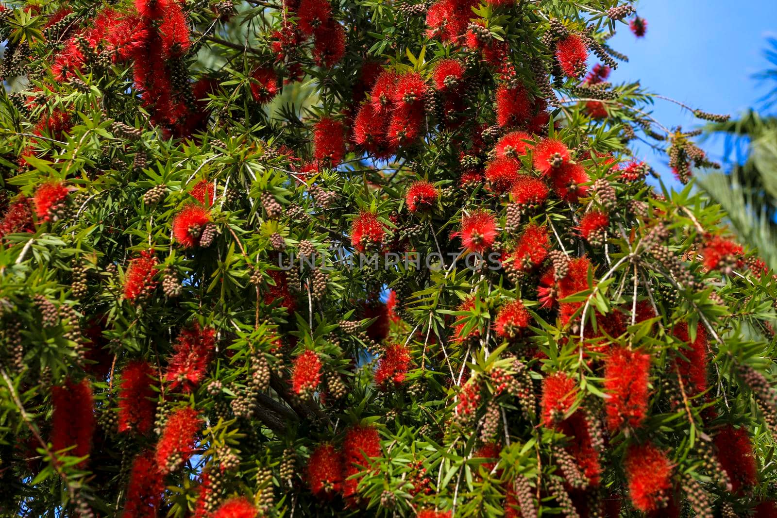 Callistemon flower in the garden in spring