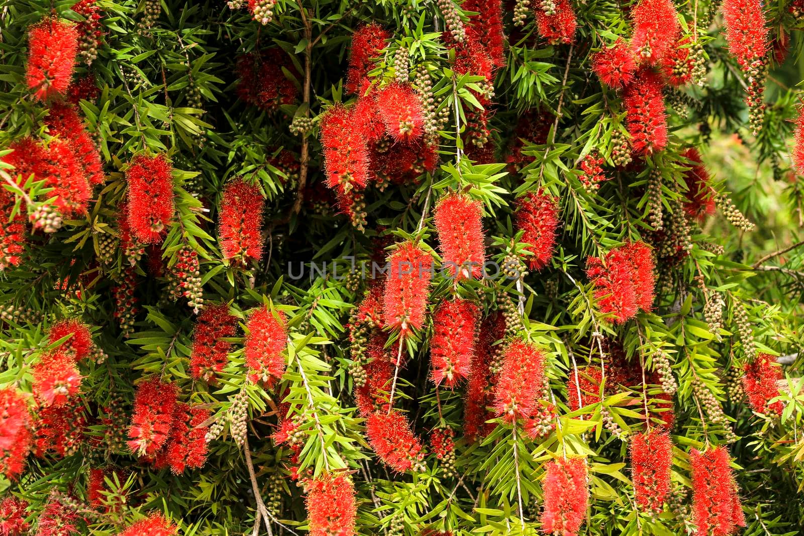 Callistemon flower in the garden in spring