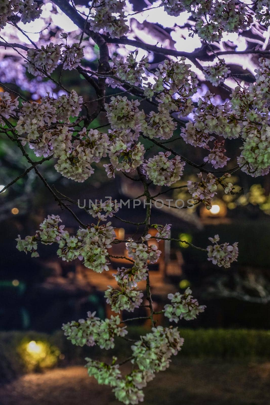 Spring Japanese Garden Image. Shooting Location: Tokyo metropolitan area