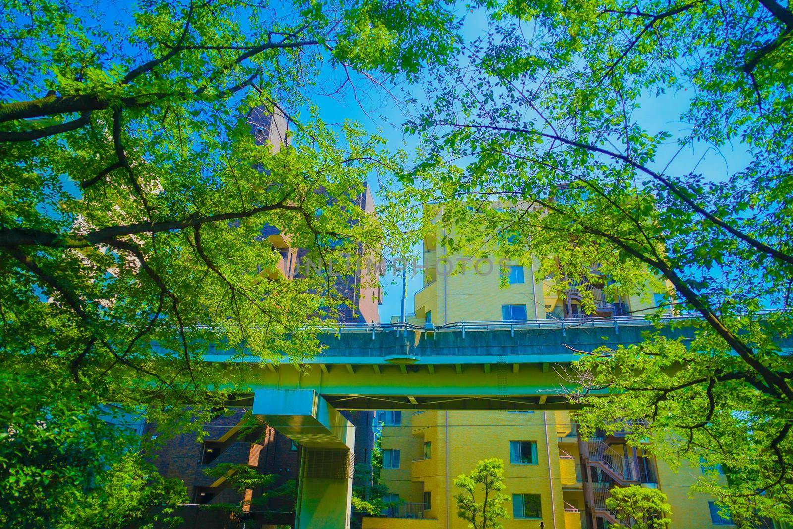 Wasedas fresh green and blue sky. Shooting Location: Tokyo metropolitan area