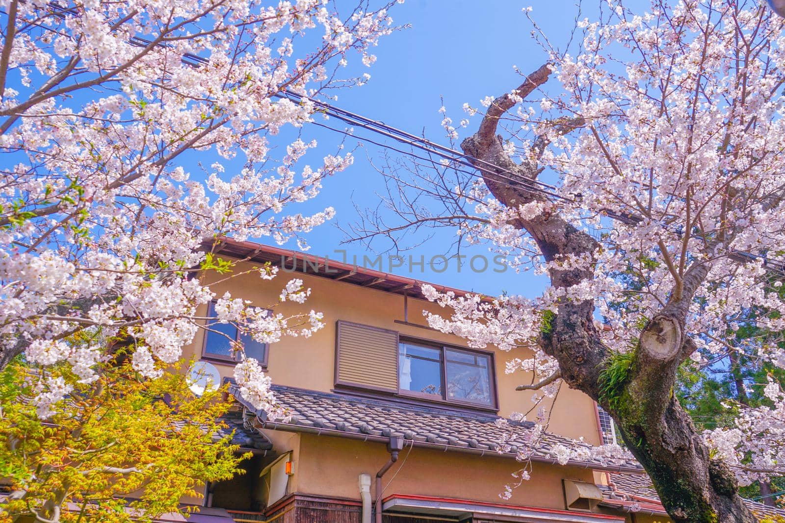 Cherry blossoms in the full bloom of Kitamakura. Shooting Location: Kamakura City, Kanagawa Prefecture