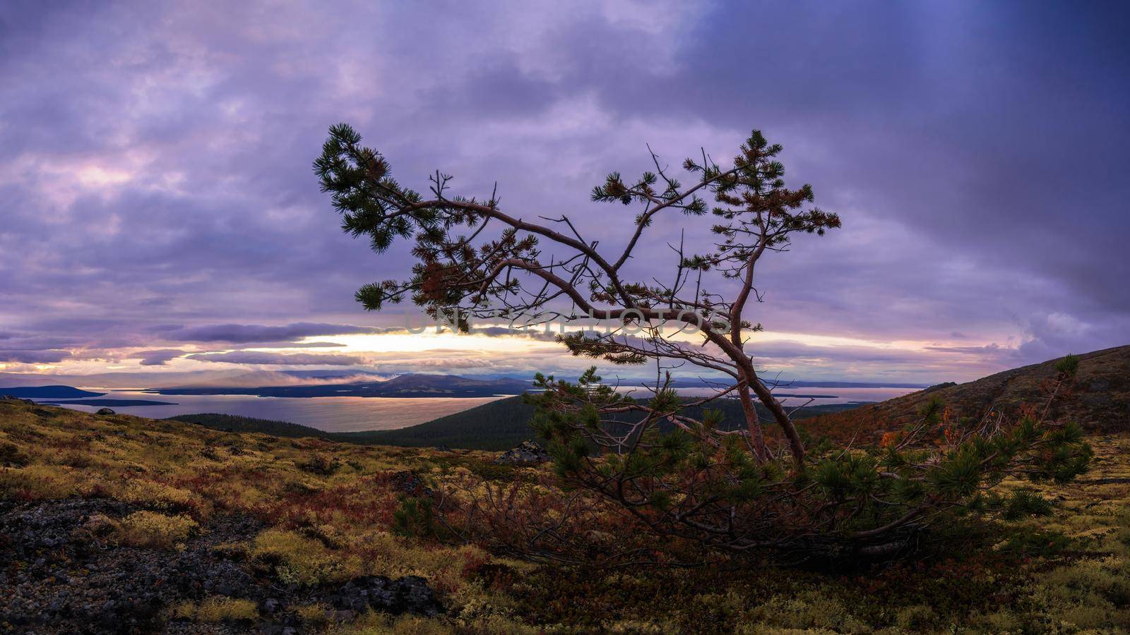 A lone dwarf pine on a mountainside in the khibiny against the backdrop of a lake and clouds during sunset. photo