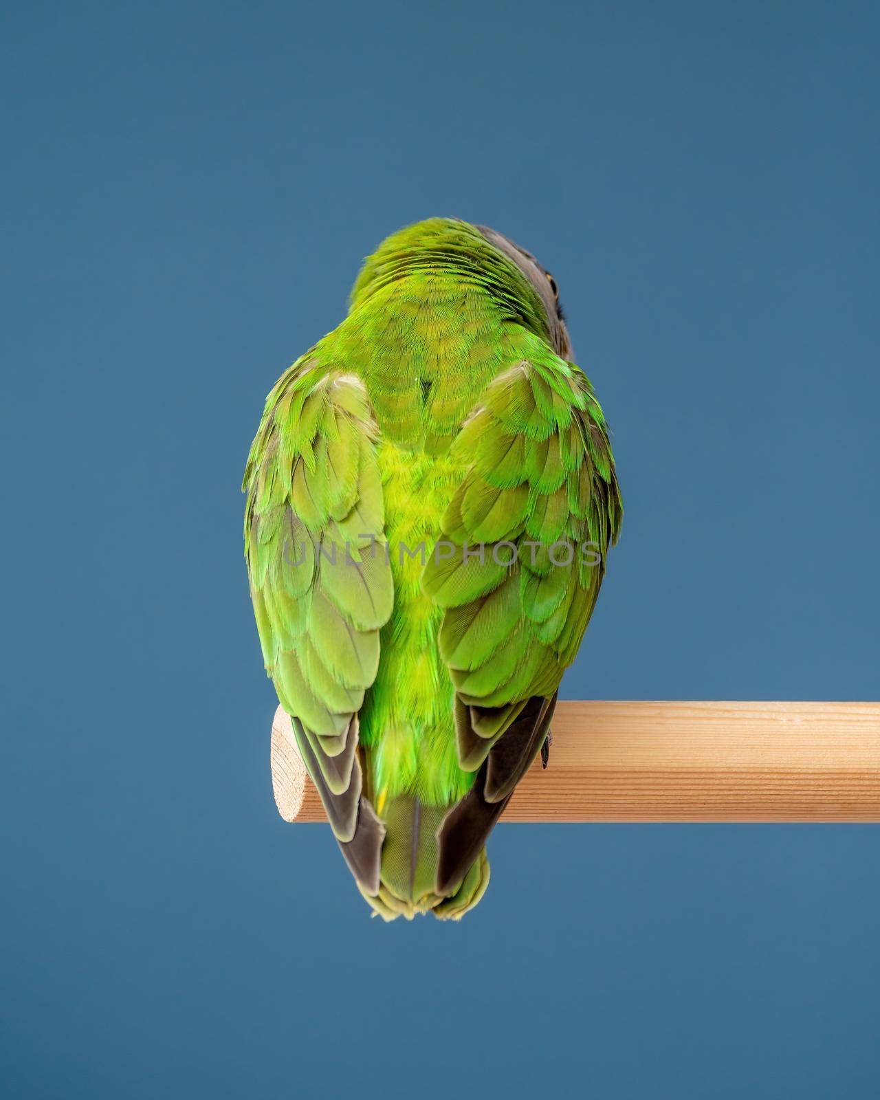 Poicephalus senegalus. Cute Senegal parrot on a perch on a blue background. photo