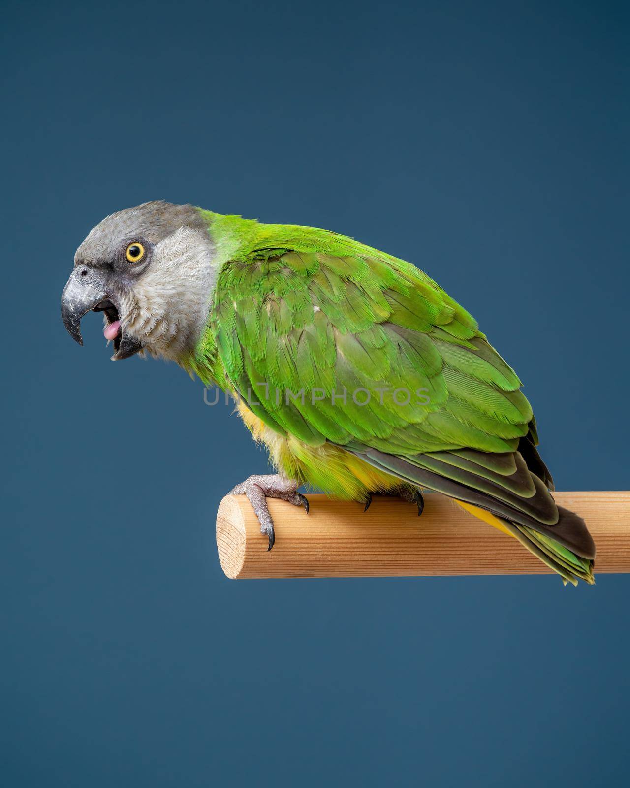 Poicephalus senegalus. Cute Senegal parrot on a perch on a blue background. photo