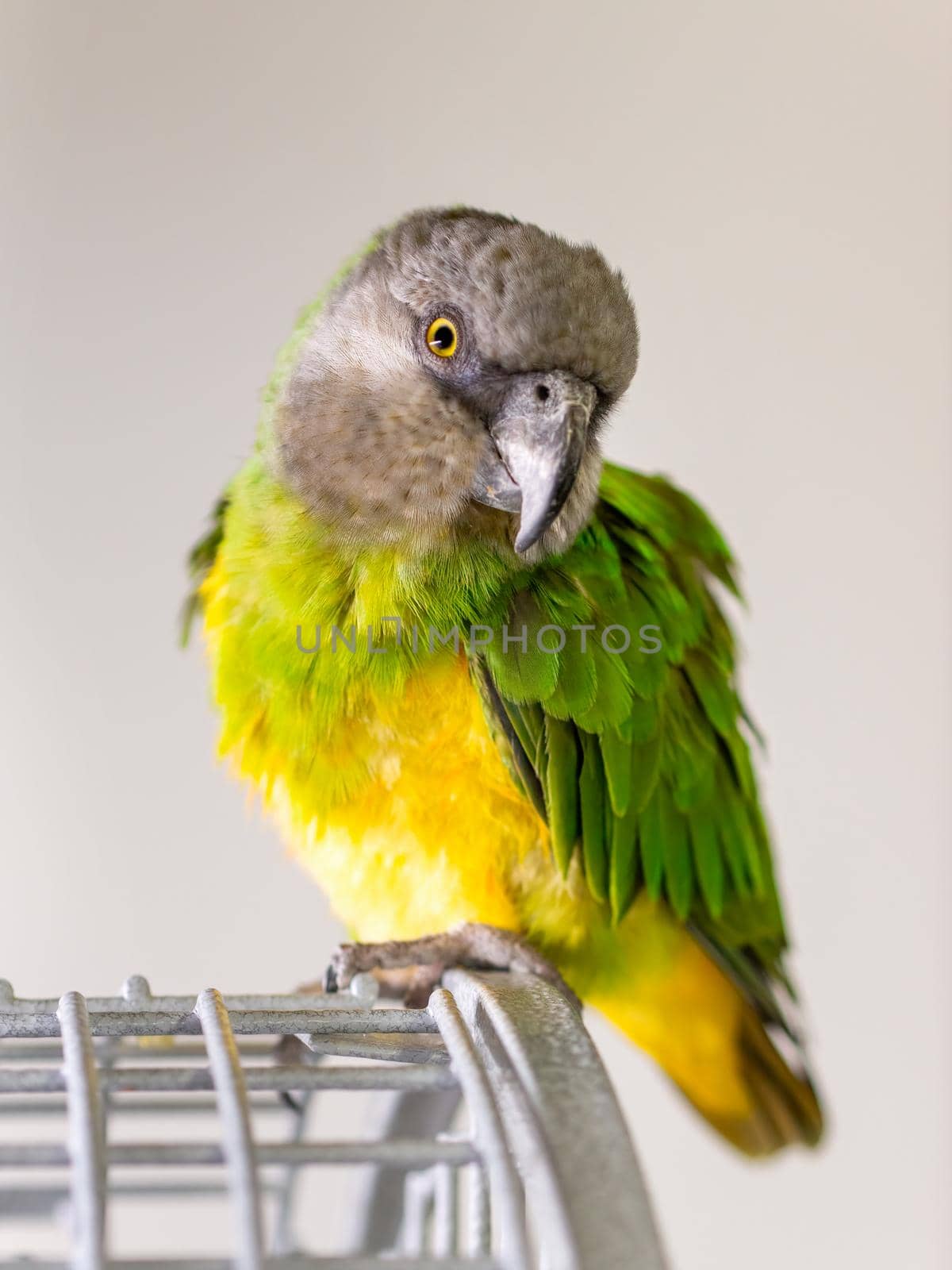 Poicephalus Senegal. Senegalese parrot sits on a cage. A photo