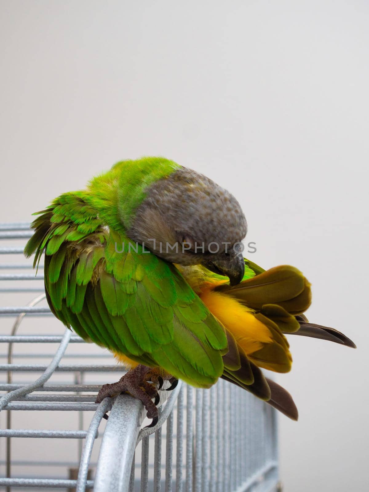 Poicephalus Senegal. Senegalese parrot sits on a cage. A photo