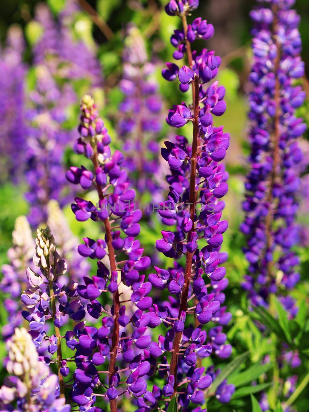 Colorful blue and purple colorful vibrant lupine wildflowers in with bokeh blurred background. photo