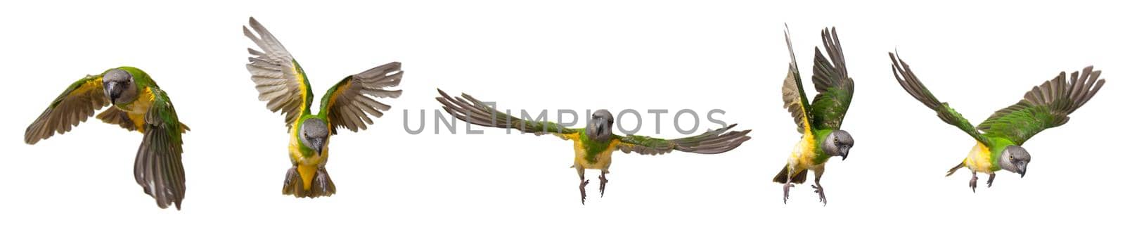 Poicephalus senegalus. Senegal parrot in flight in front of a white background. photo