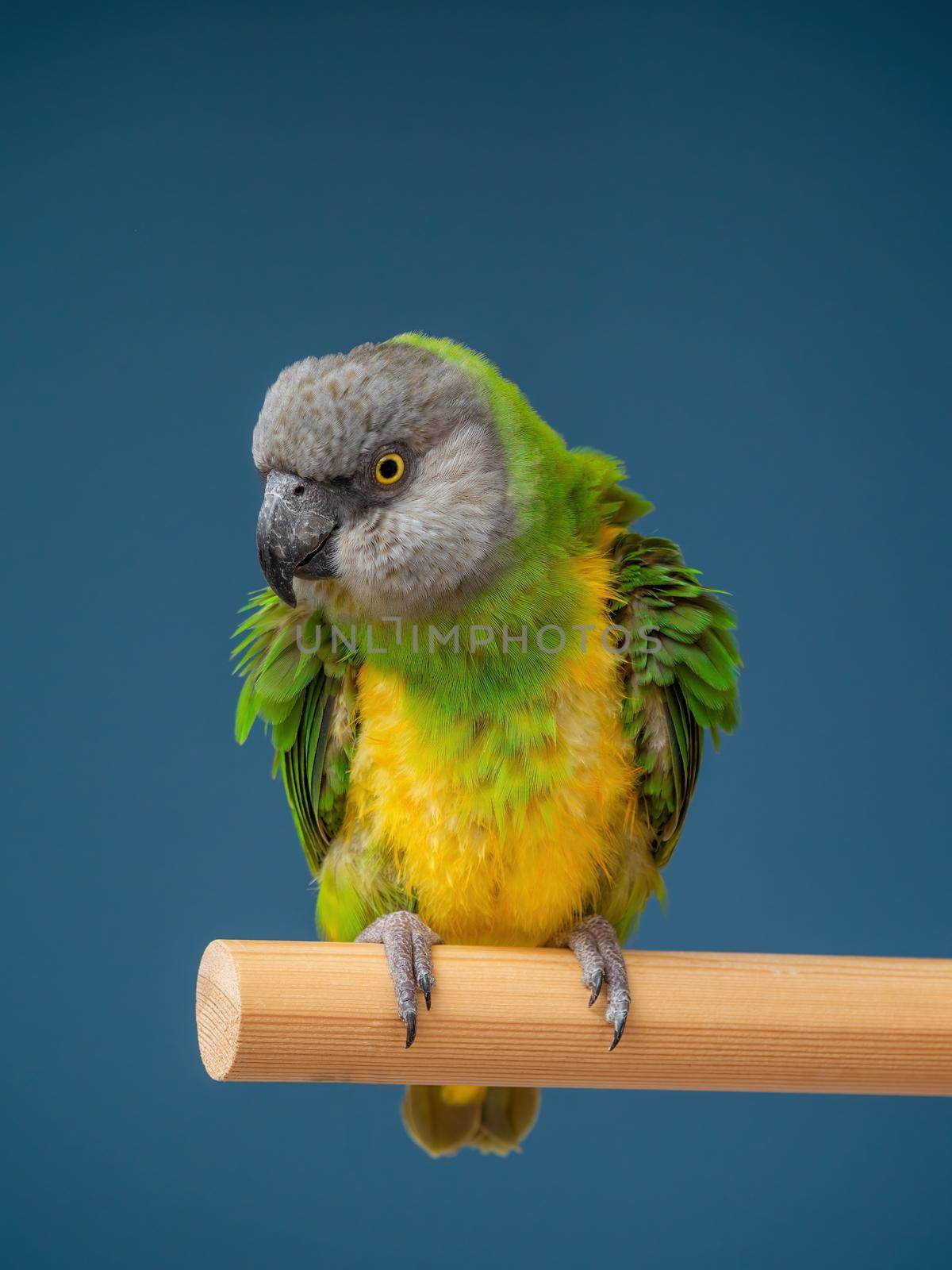 Poicephalus senegalus. Cute Senegal parrot on a perch on a blue background. photo