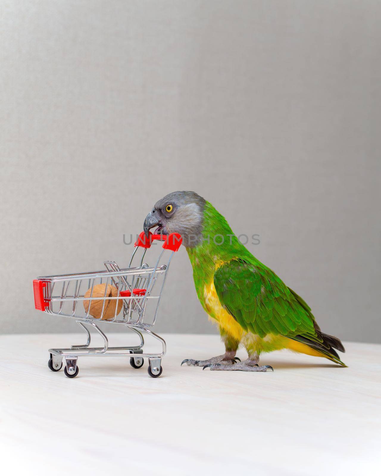 Poicephalus senegalus. Senegalese parrot with a shopping cart. there is a walnut in the shopping cart. photo