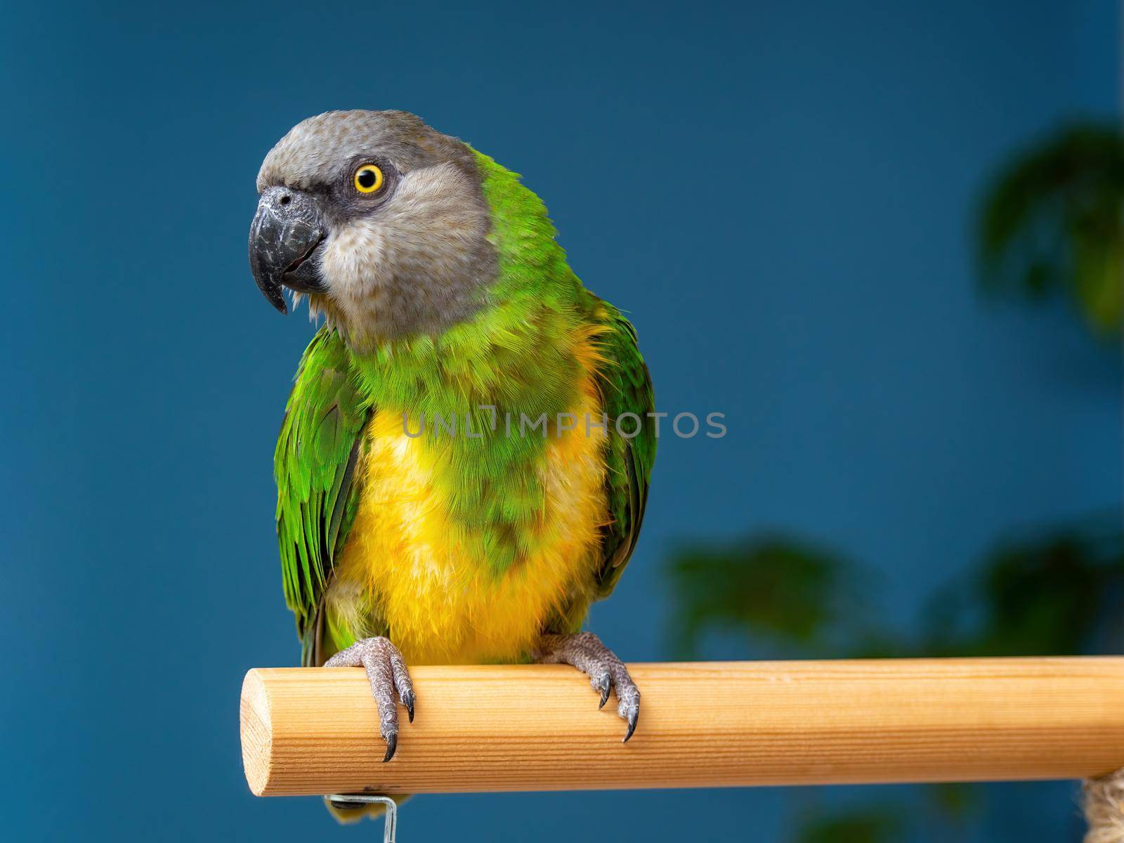 Poicephalus senegalus. Cute Senegal parrot on a perch on a blue background. photo