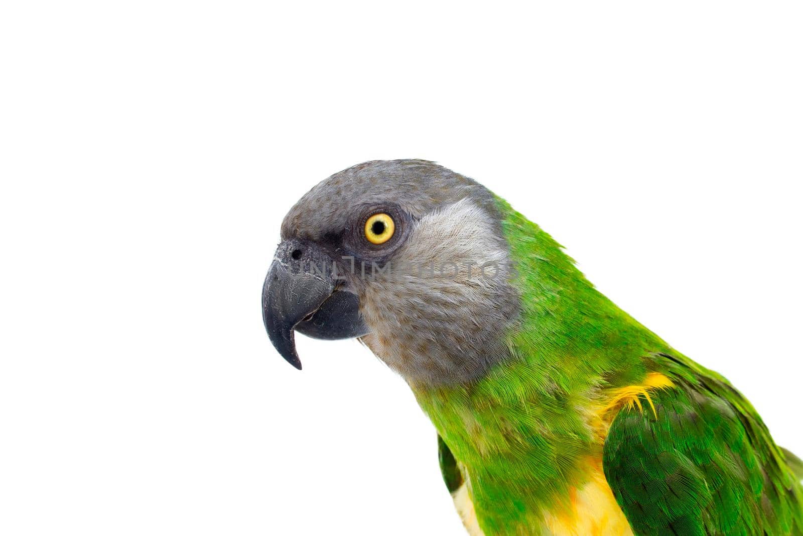 Poicephalus senegalus. Senegal Parrot on white background. photo