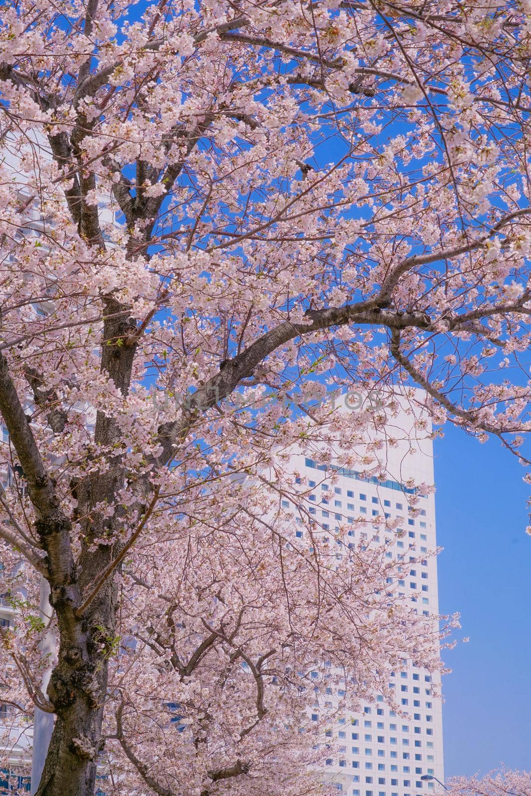 The city of full bloom and the city of Yokohama Minato Mirai. Shooting Location: Yokohama-city kanagawa prefecture