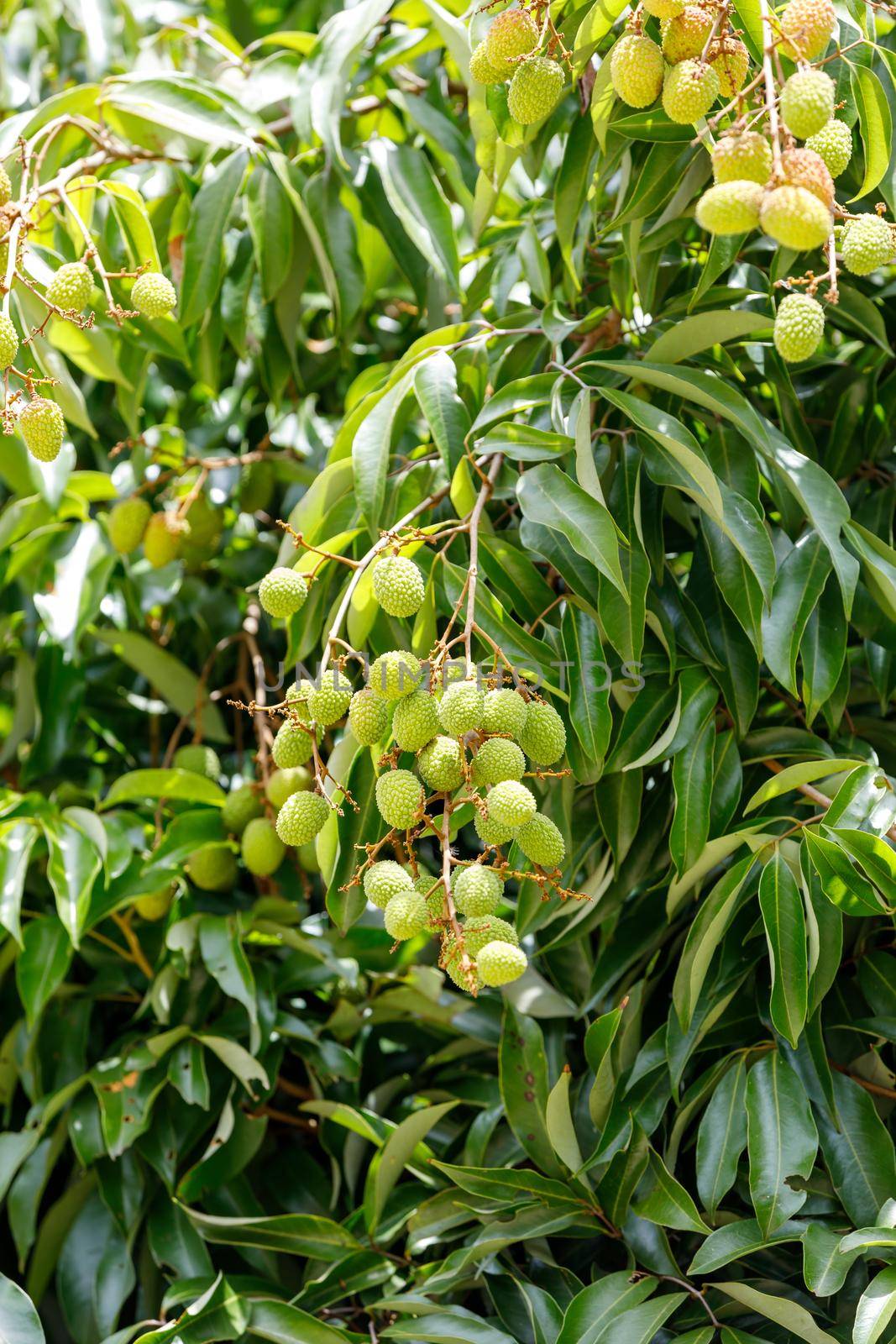 Green unripe exotic fruit Lychee, Litchi on tree, Masoala, Madagascar