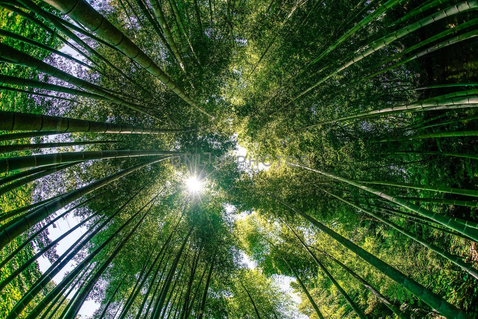 Sun looking from bamboo forest. Shooting Location: Kamakura City, Kanagawa Prefecture
