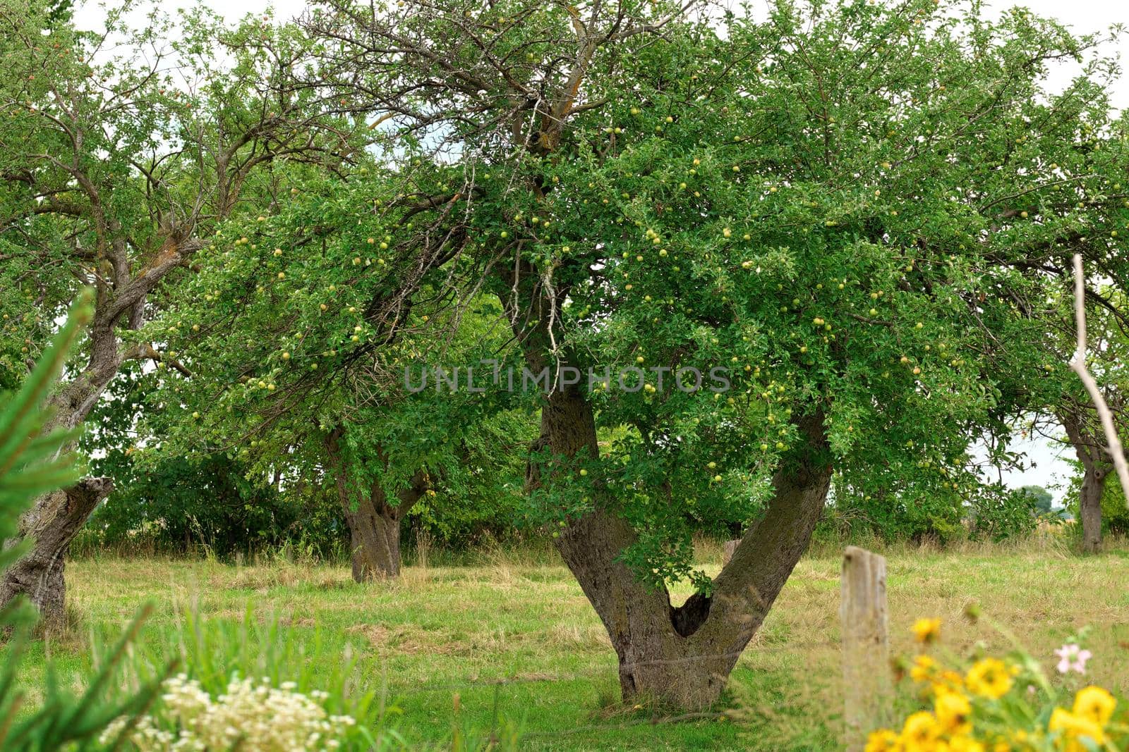 Apple Tree Full of Fruit on a Small Hobby Farm by markvandam