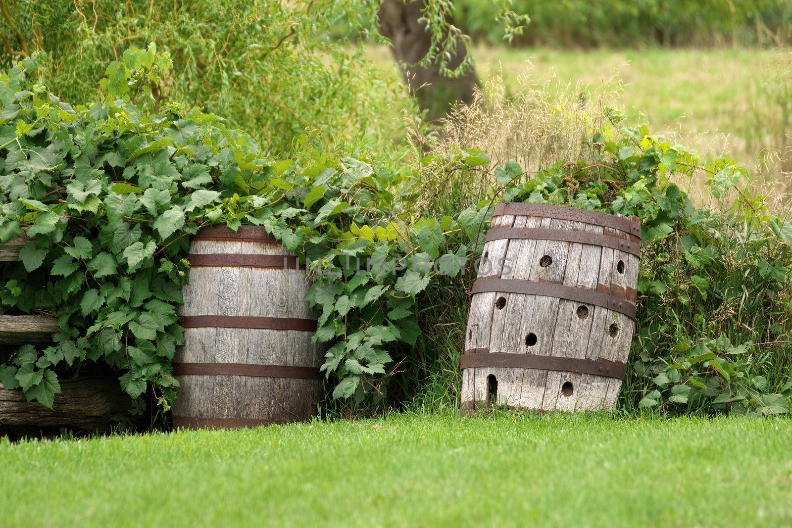 Wooden Barrels in a Garden have Many Uses including Storing Rain Water or as Planters or Rustic Decoration. High quality photo