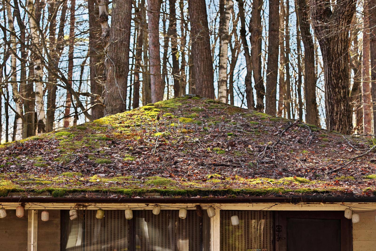 Residential Roof Covered in Moss and Debris in Desperate Need of Repair or Replacement by markvandam