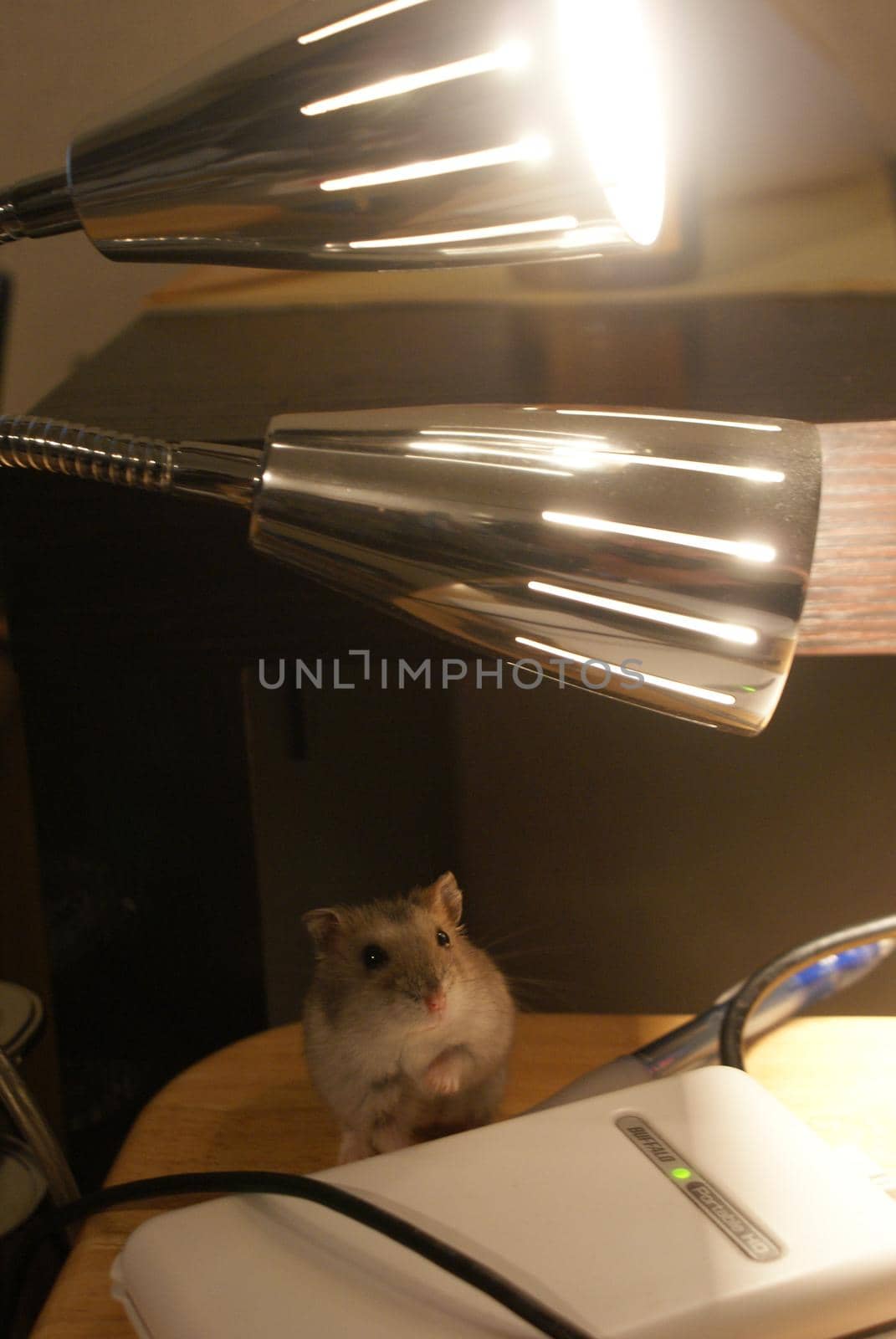 Cute Jungarian Hamster Image (Plusa Fire). Shooting Location: Yokohama-city kanagawa prefecture