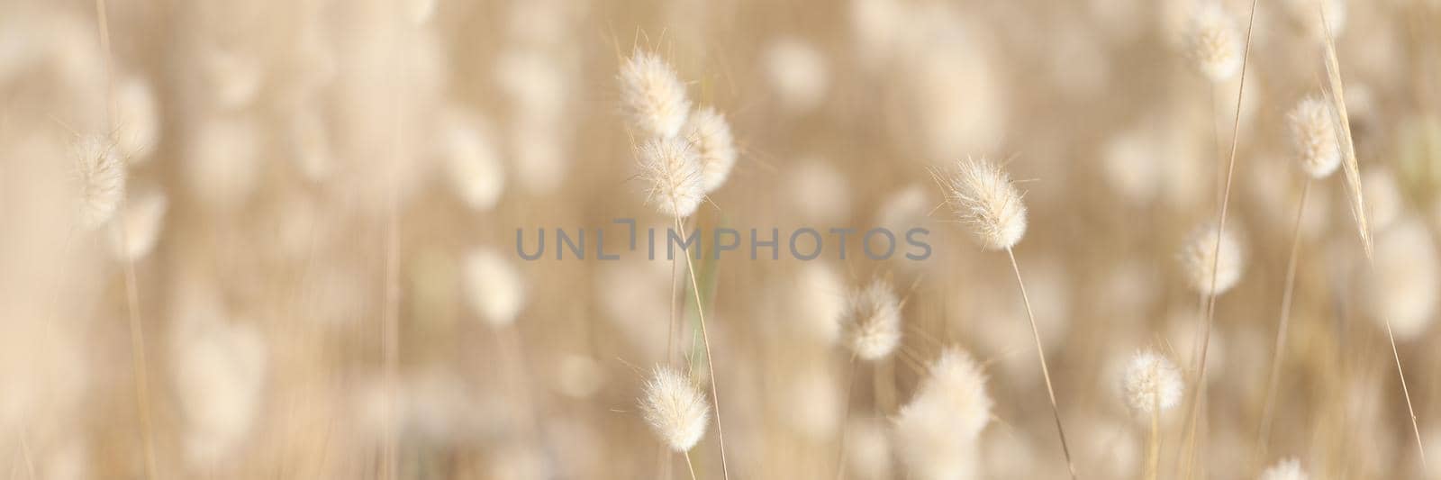 Closeup of dry plant bunny tail background. Beautiful nature concept