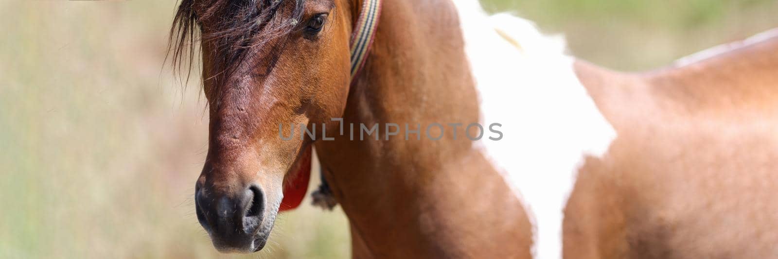 Closeup of muzzle of brown white horse with long mane. Hobby horse breeding concept