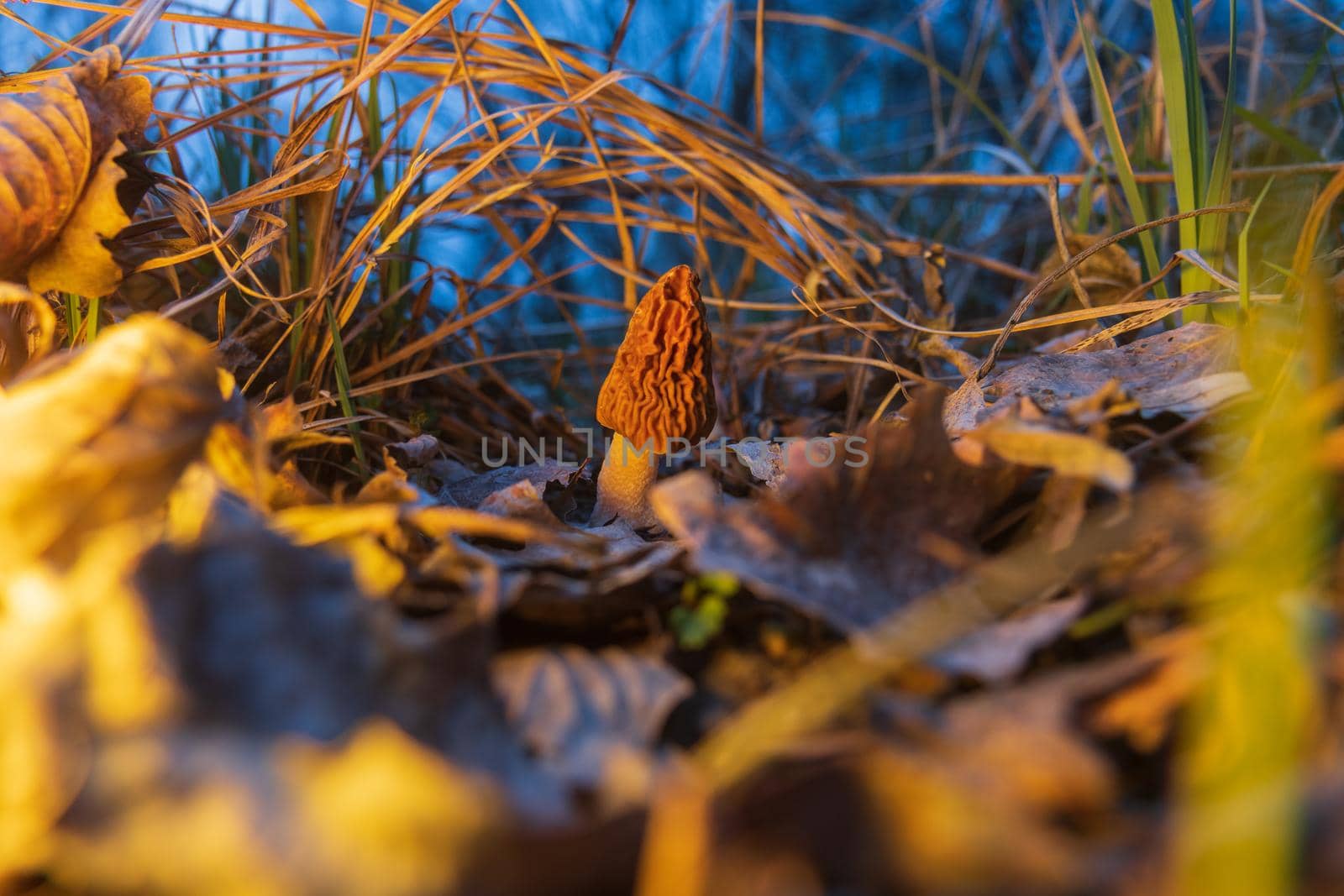 morel in beautiful evening light among foliage, haute cuisine