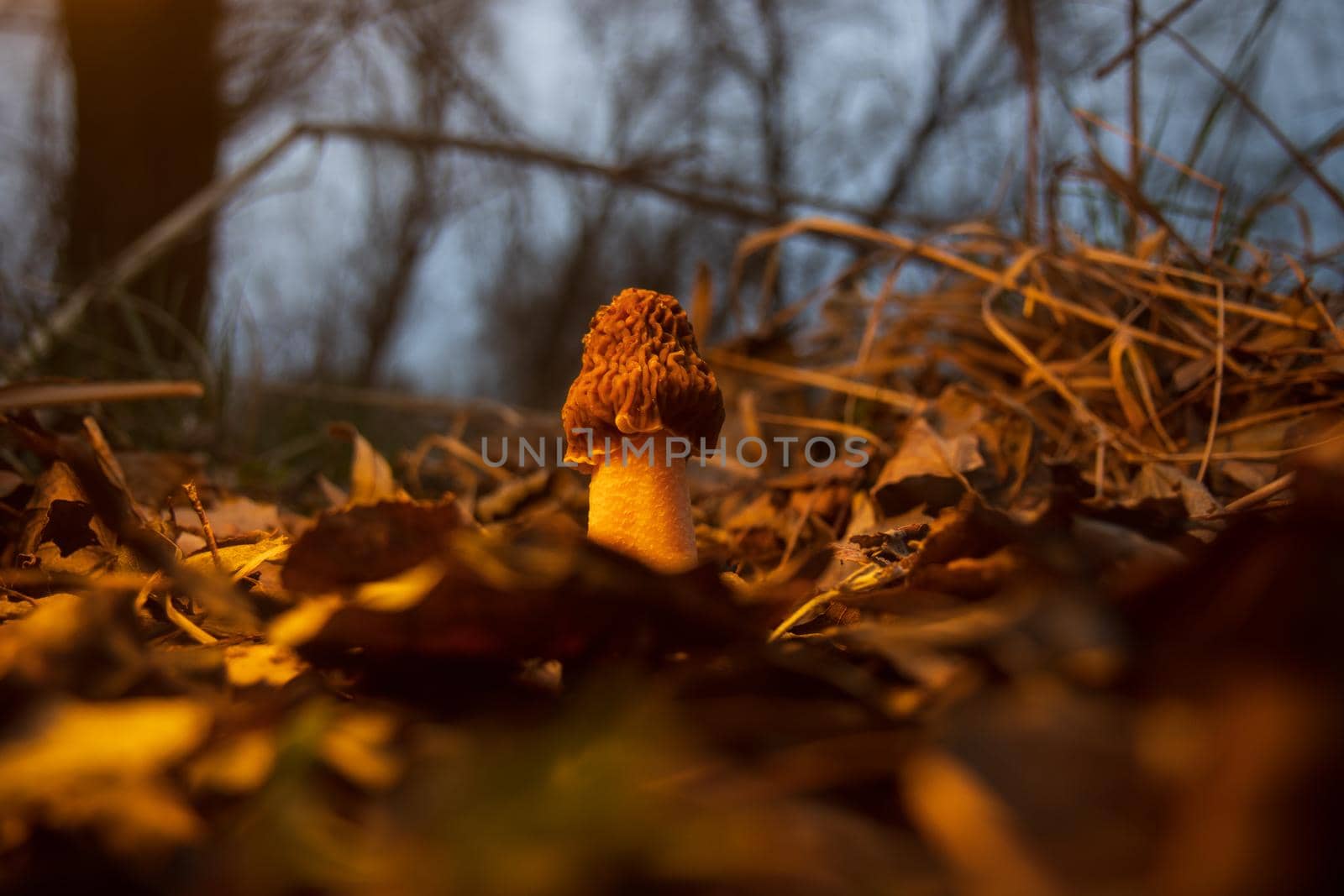 morel in beautiful light among the foliage, haute cuisine
