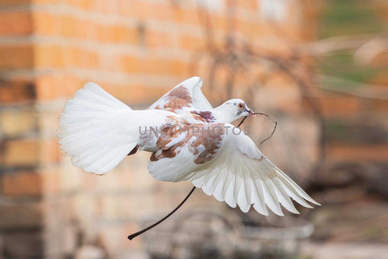 white dove flying with a branch in its beak, birds