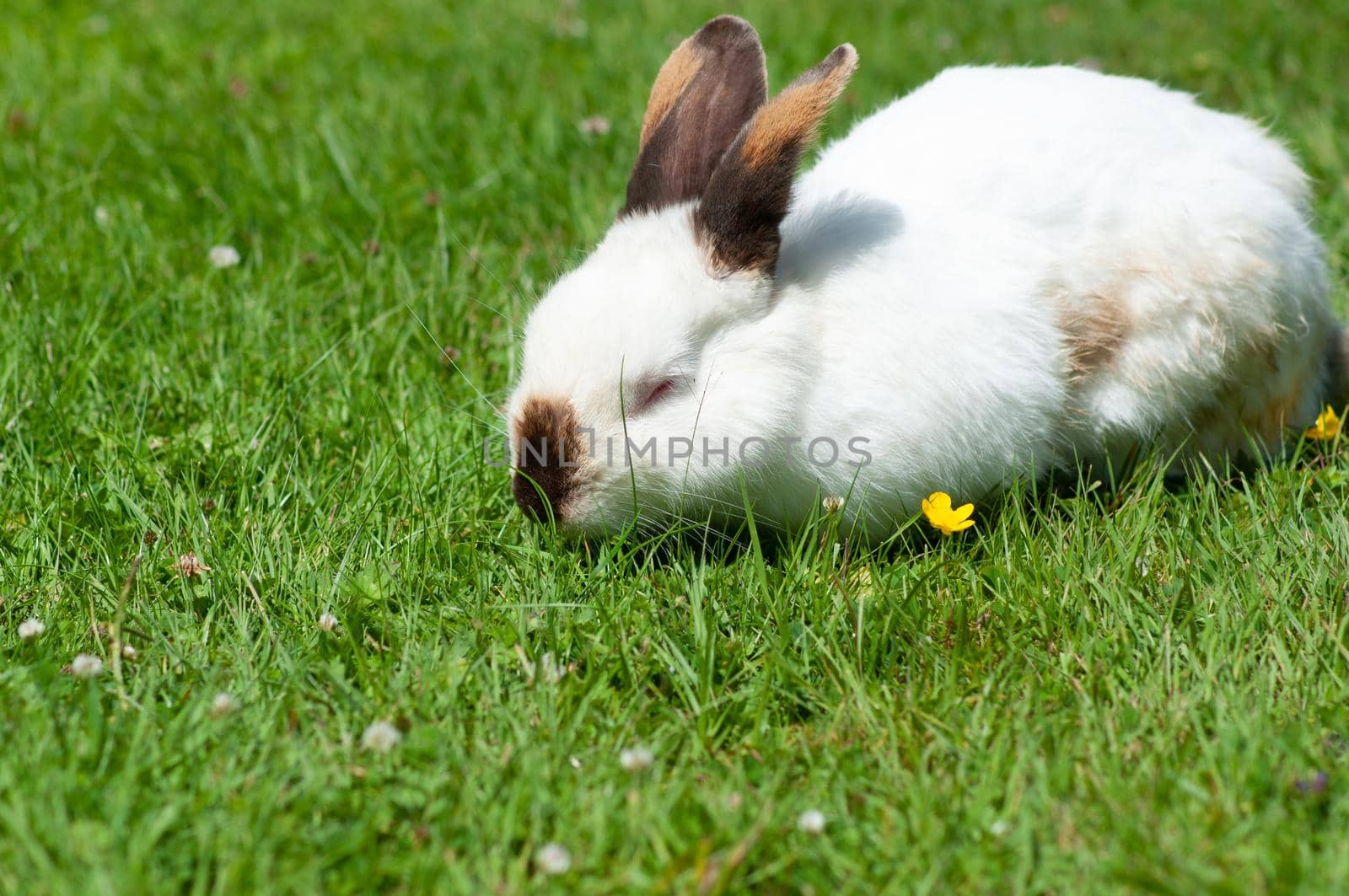 white cute rabbit with brown nose eats grass on the lawn,fluffy pet,easter bunny by KaterinaDalemans