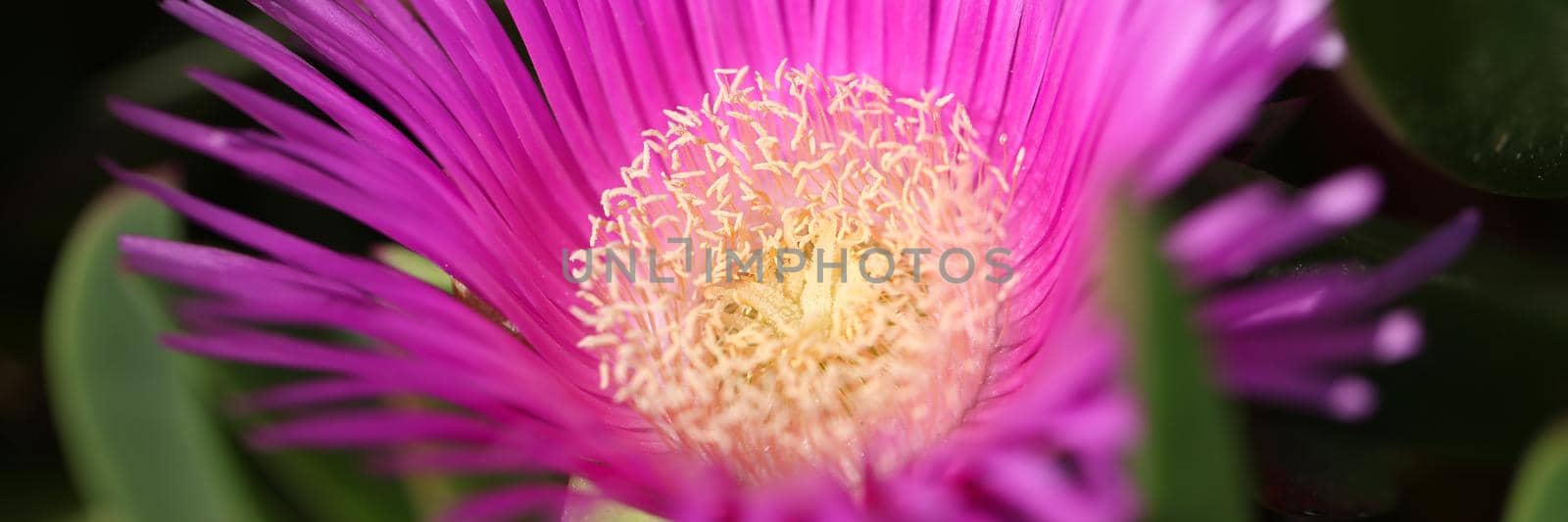 Closeup of beautiful pink color flower with yellow center by kuprevich