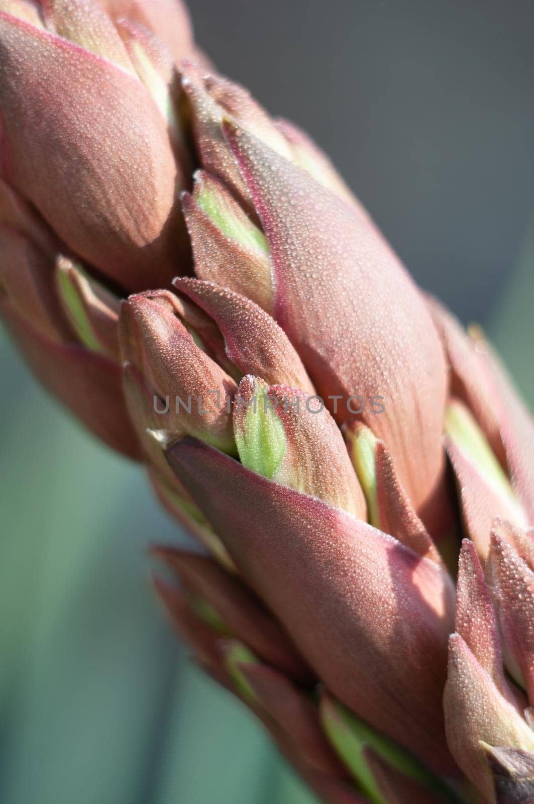 large creamy flowers on the inflorescence of garden yucca, tenderness and beauty in nature, neutral, floral background. High quality photo