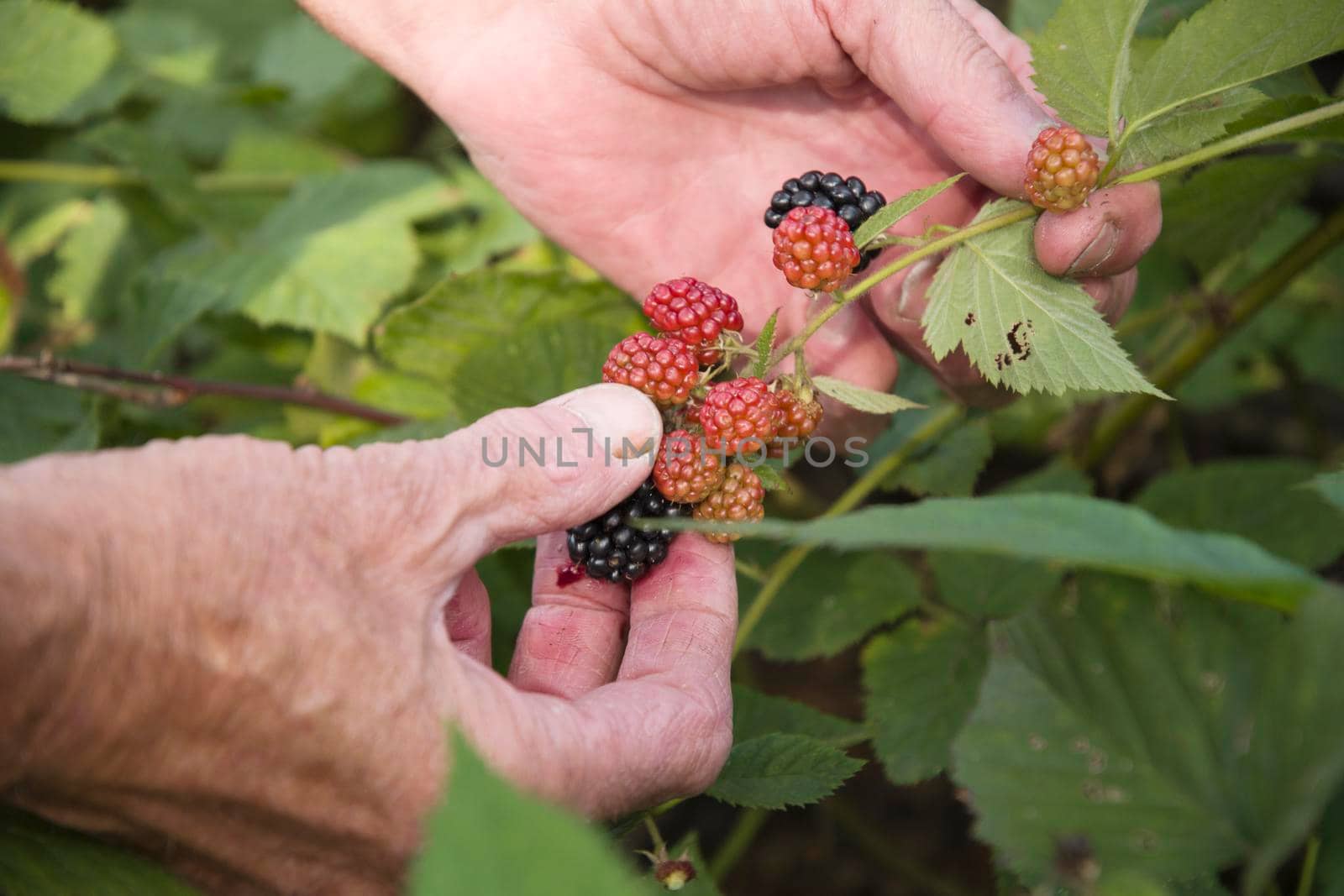 male hands holding a full handful of fresh blackberries, picking berries and fruits, harvest, seasonal gardening. High quality photo