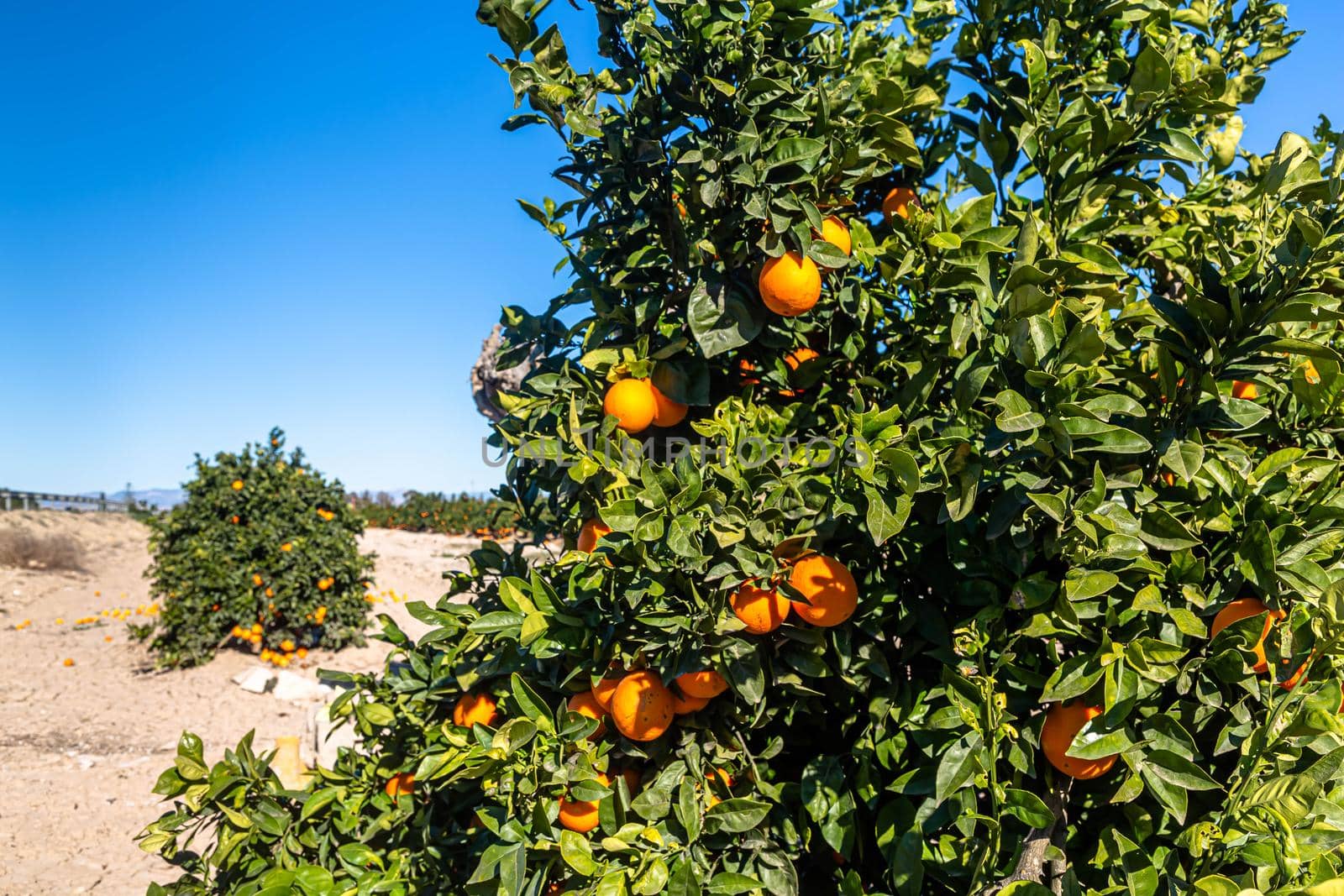 Oranges grow on trees on the farm