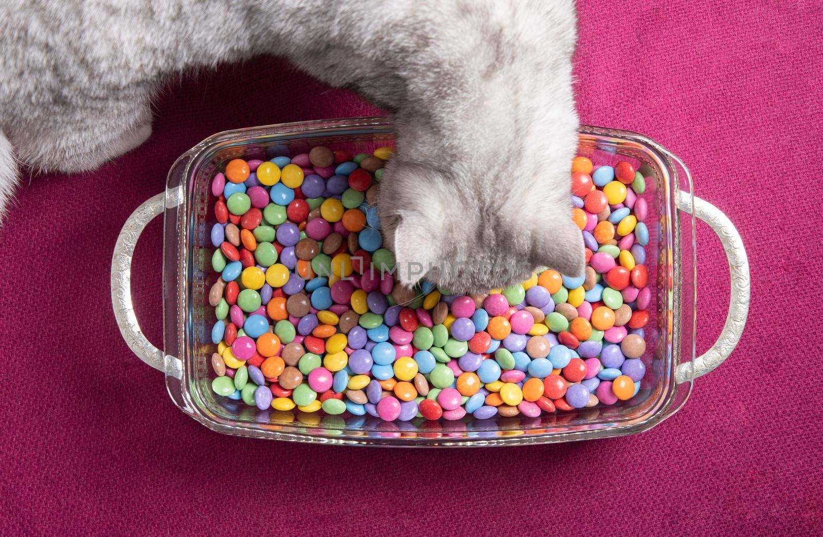 curious kitten looks at multi-colored round candies, bright and colorful background, High Quality Photo. High quality photo