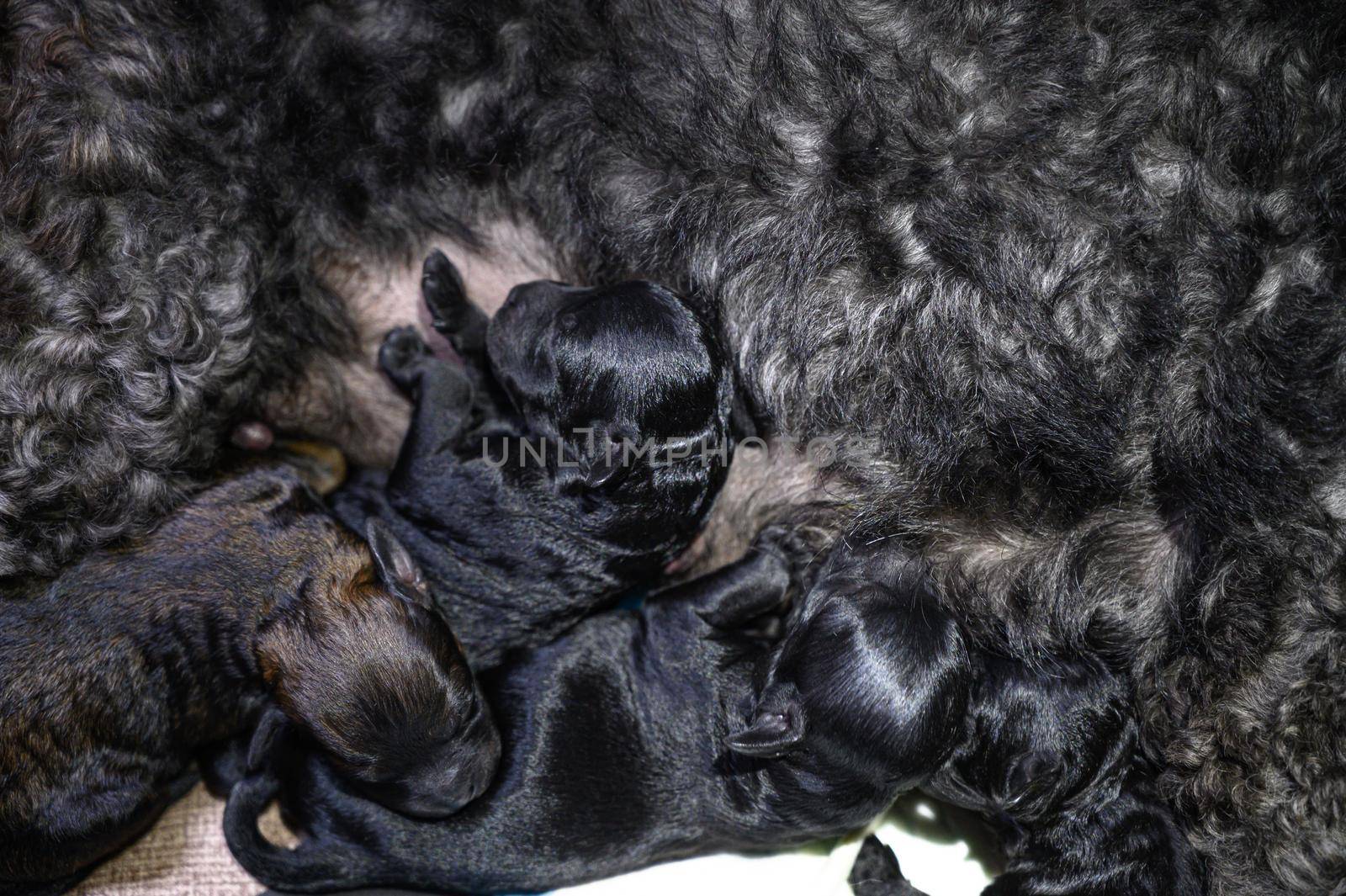 Poodle dog feeding her puppies on a bed at home