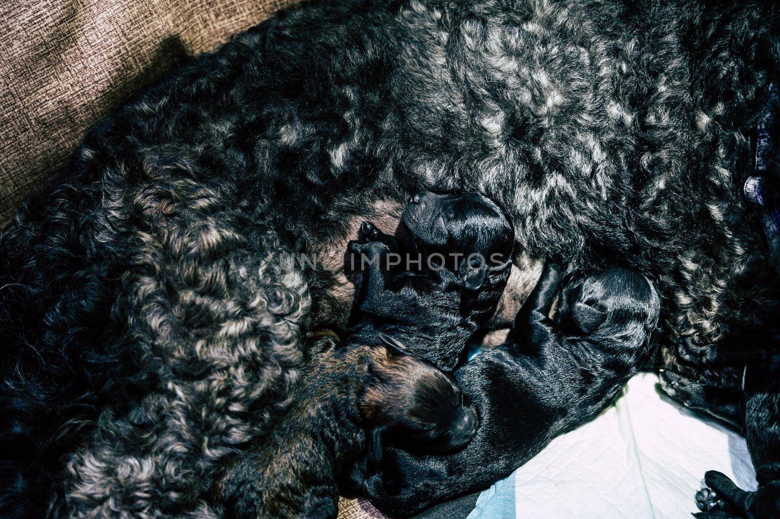 Poodle dog feeding her puppies on a bed at home. by Peruphotoart