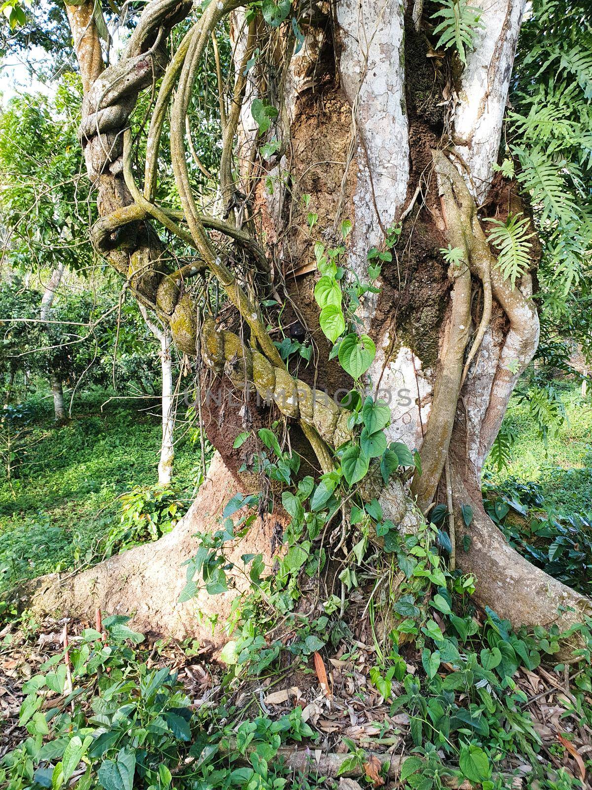 close-up of Ayahuasca. Ready to cook liana. Bark of vine with mold. Shamanic ceremonies in the valley of the Amazon River