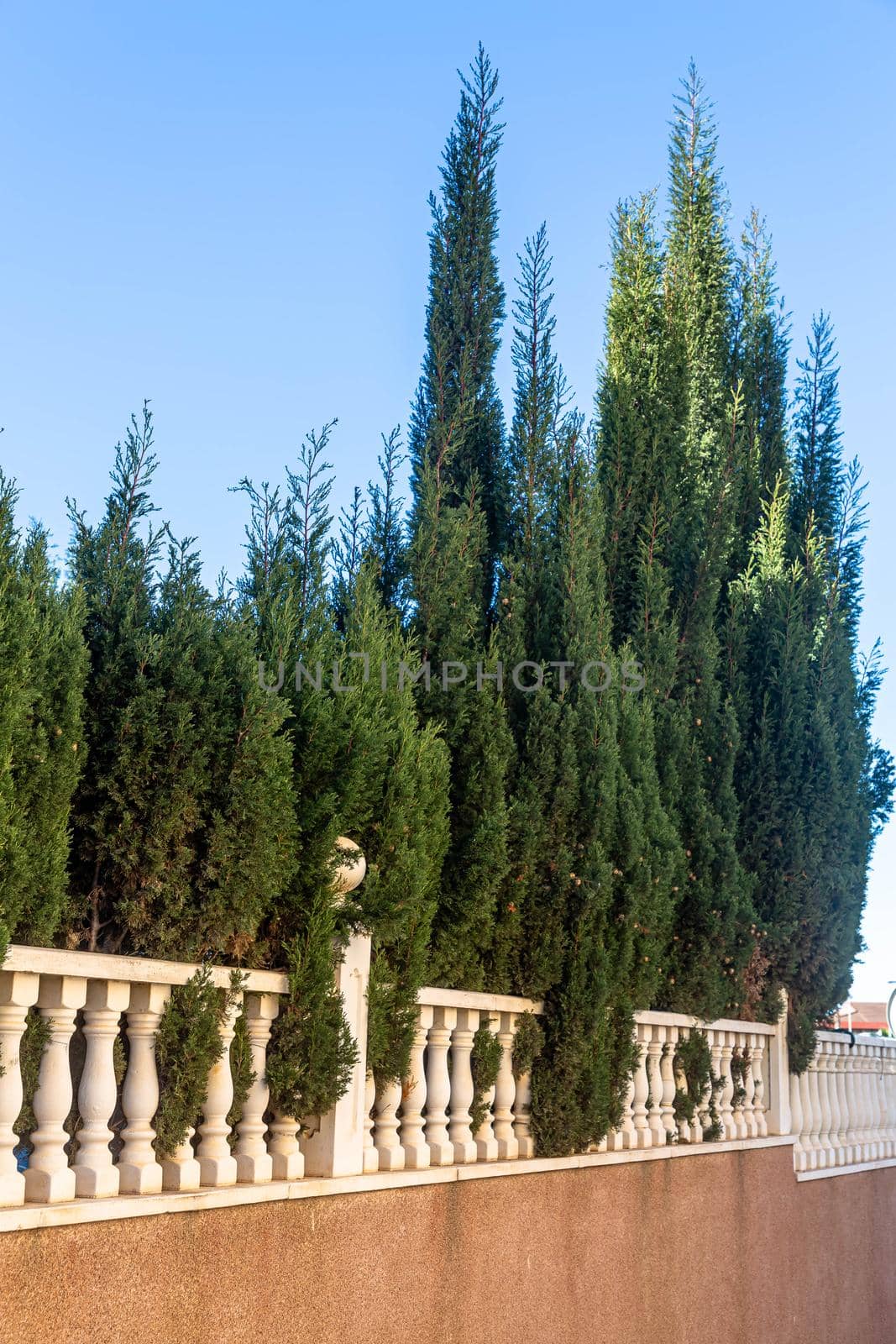 Cypresses grow along the white fence, summer, heat