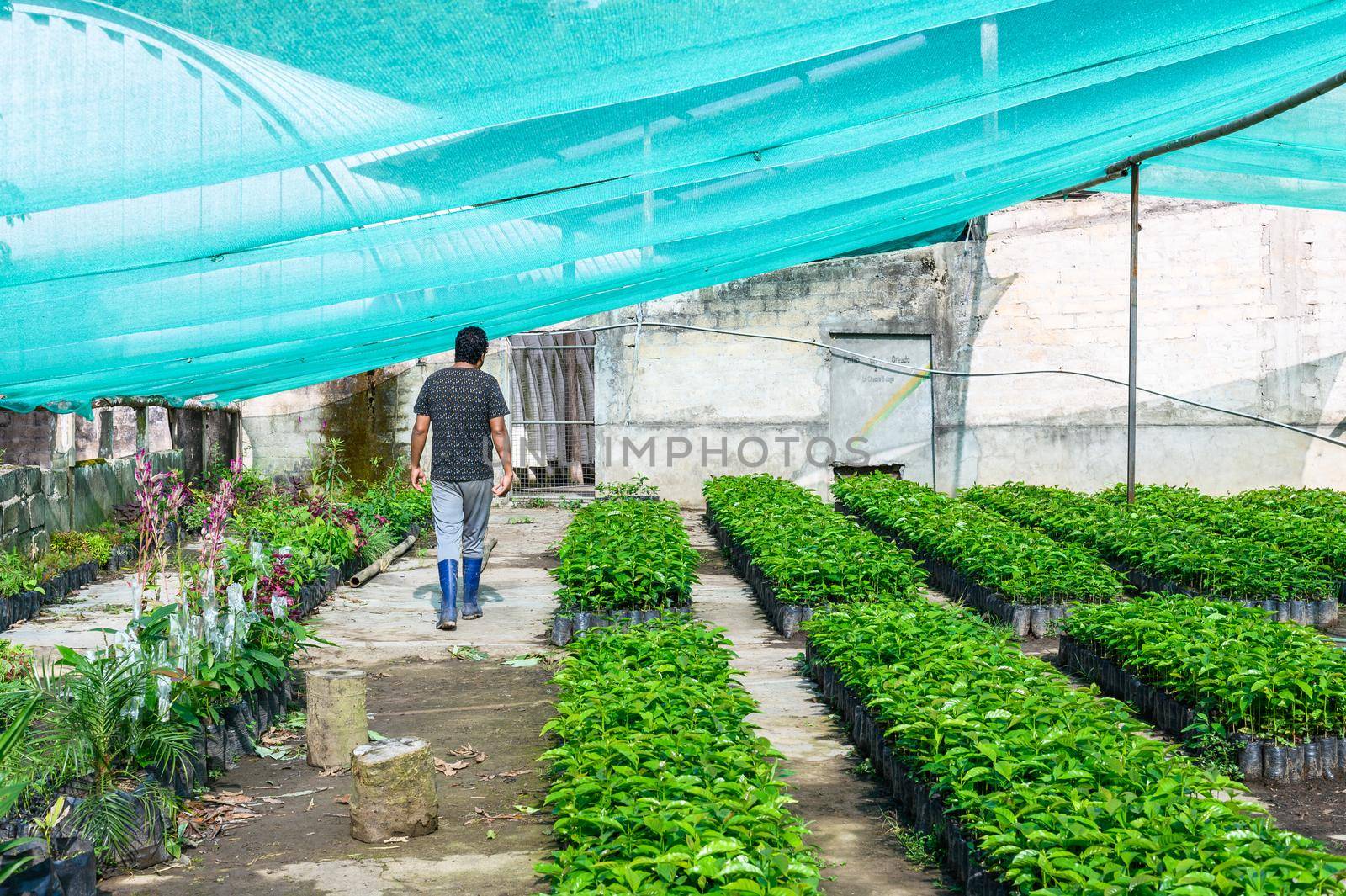 Small organic coffee plantation garden