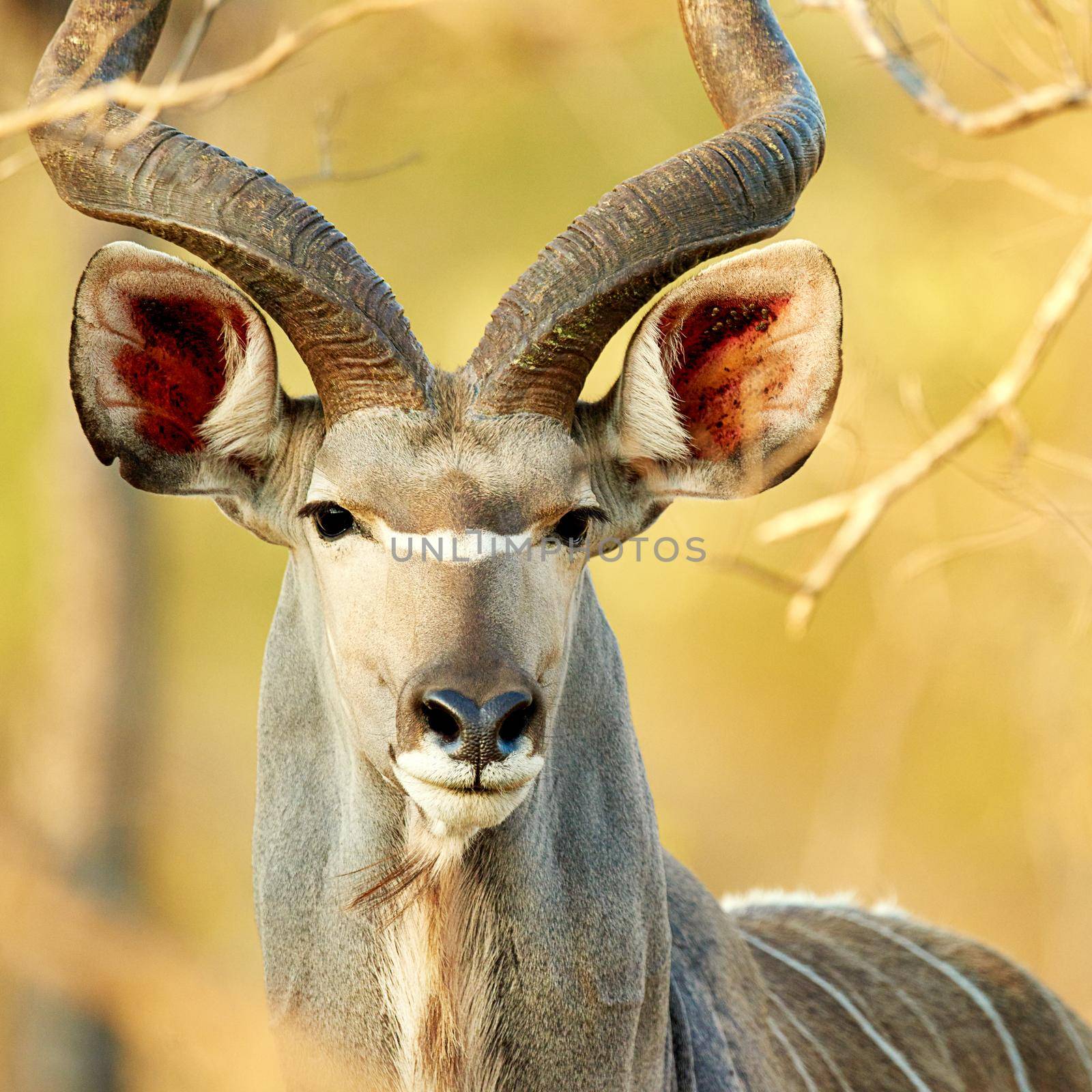 So majestic. Cropped shot of a male kudu on the plains of Africa. by YuriArcurs