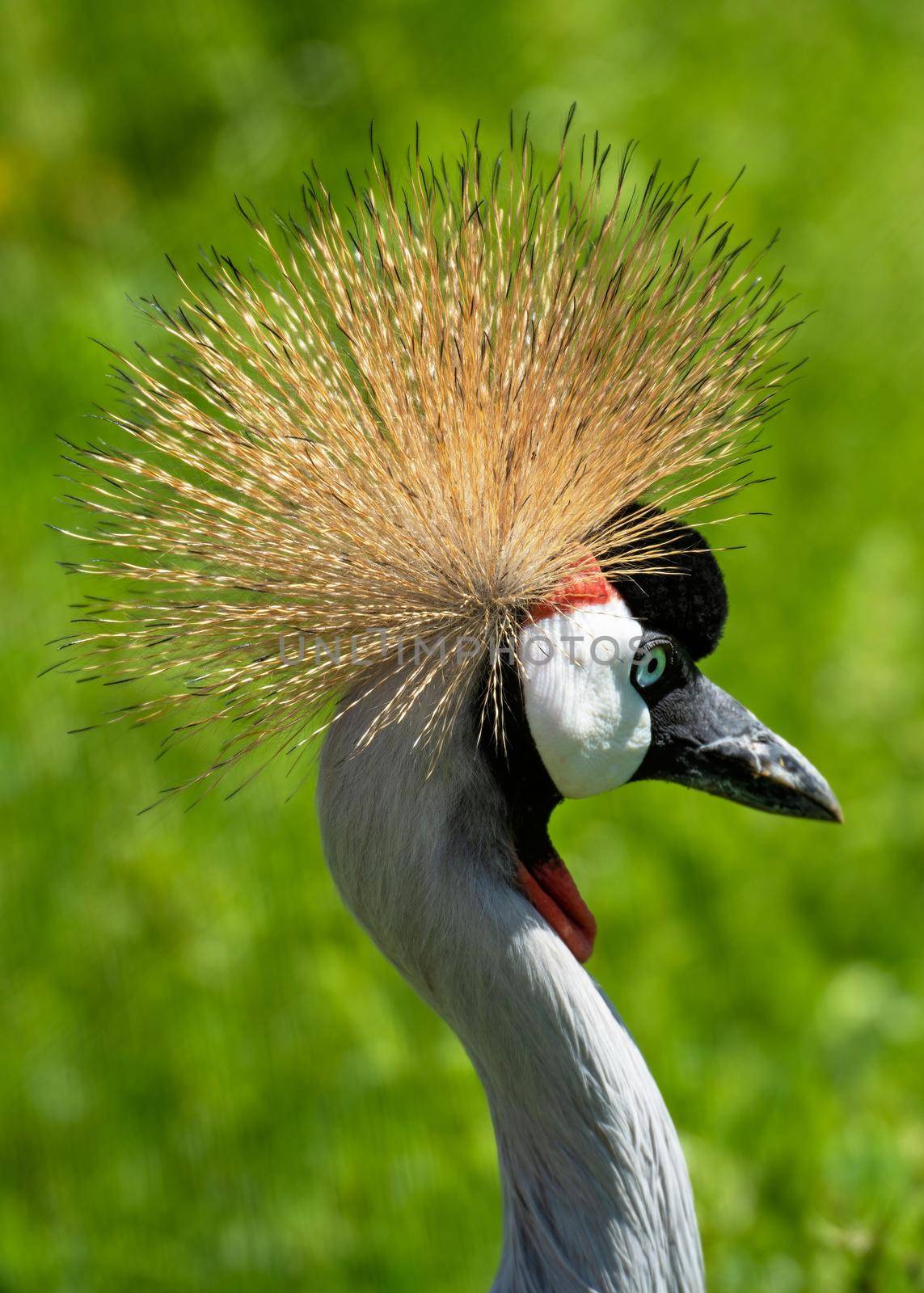 Portrait of the african grey crowned crane with yellow crown