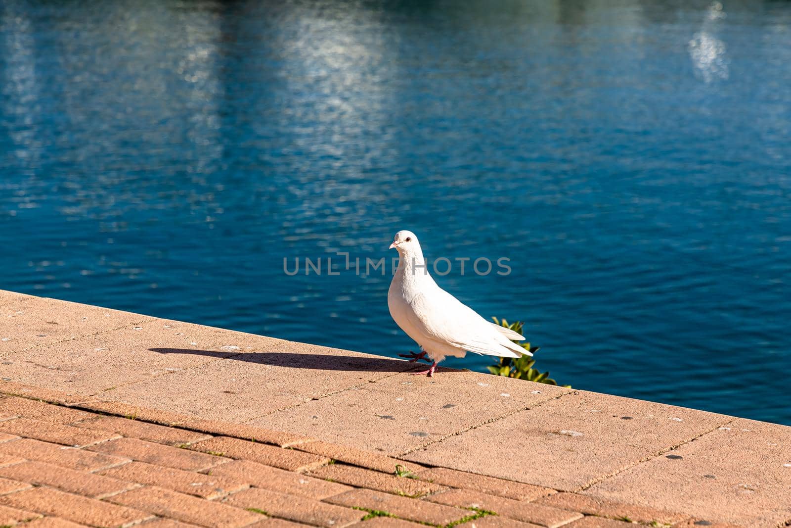 A white pigeon stands on the embankment against the background of the sea