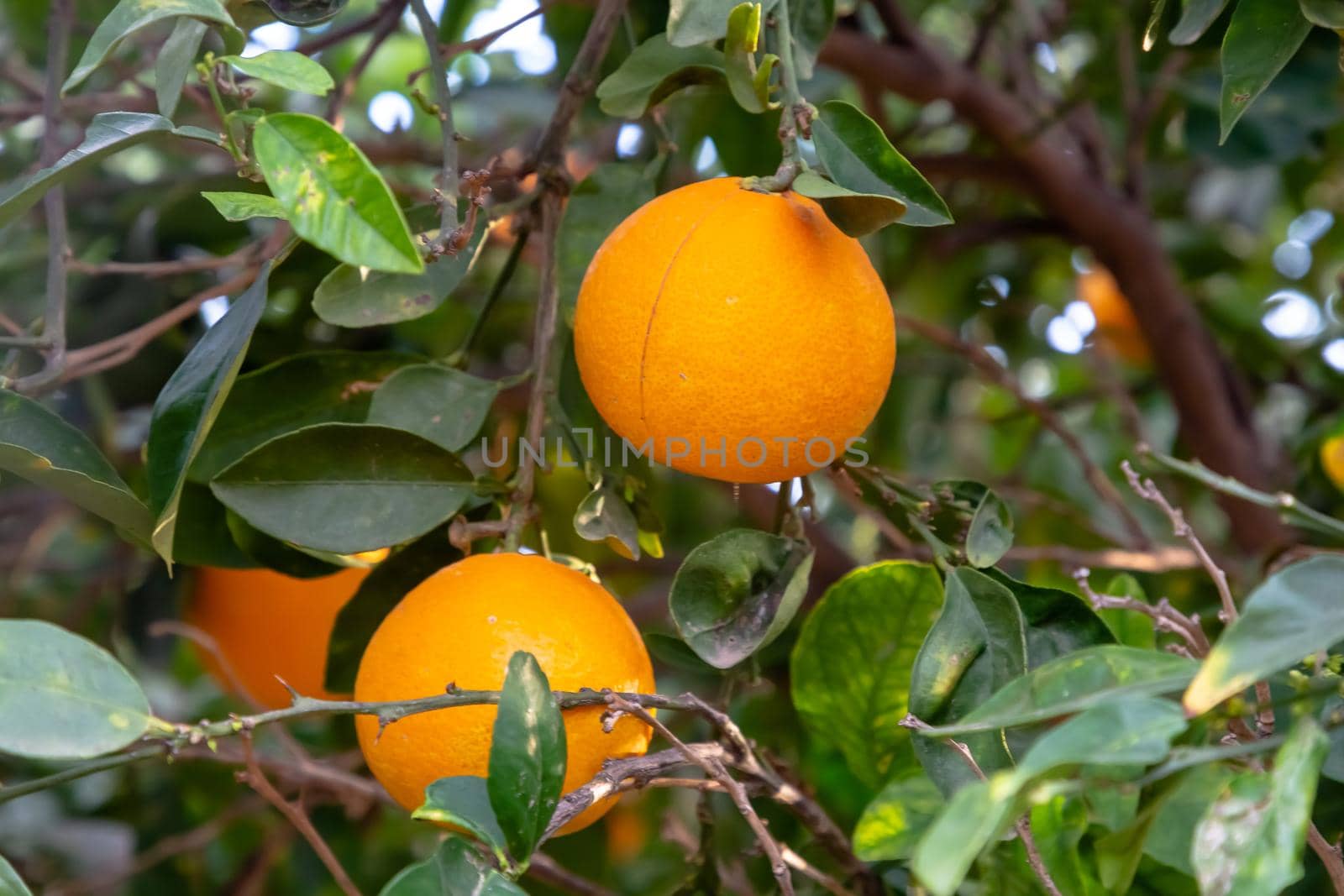 Ripe oranges grow on a tree among the foliage by Milanchikov