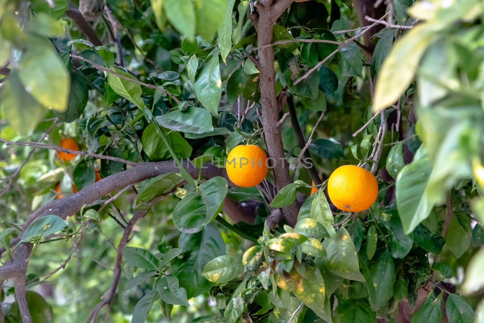 Ripe oranges grow on a tree among the foliage