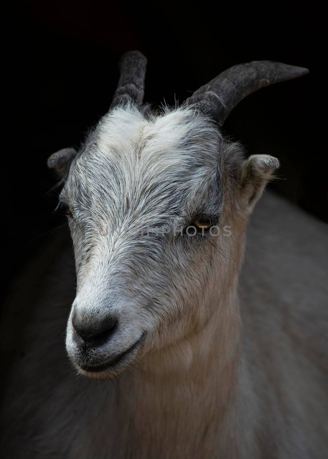 White domestic goat close-up by Multipedia