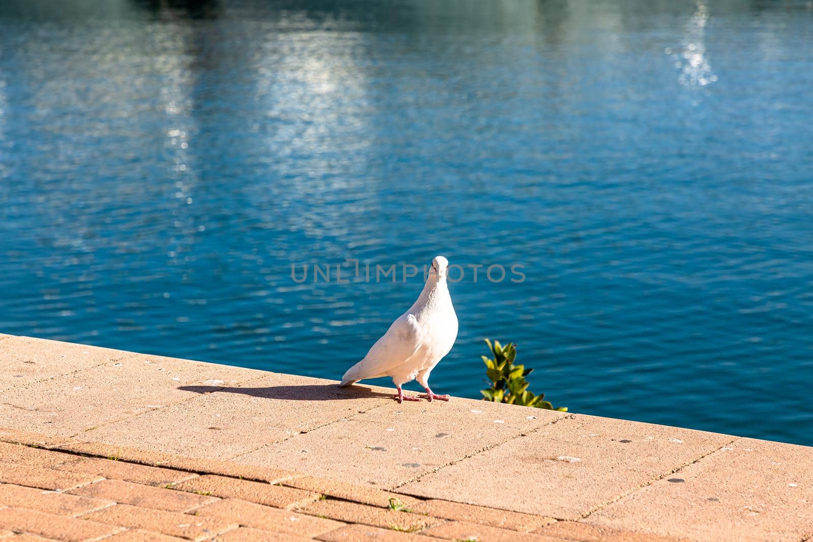 A white pigeon stands on the embankment against the background of the sea by Milanchikov