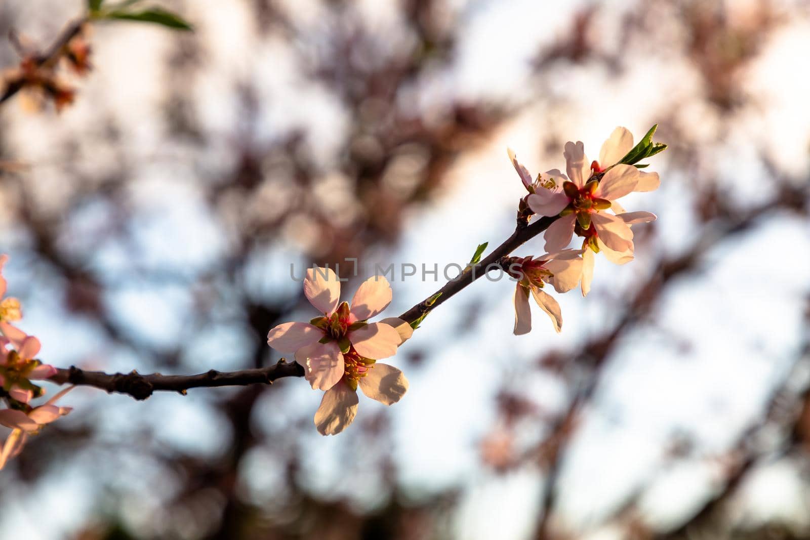 Pink almond flowers on a tree, Spain in winter by Milanchikov