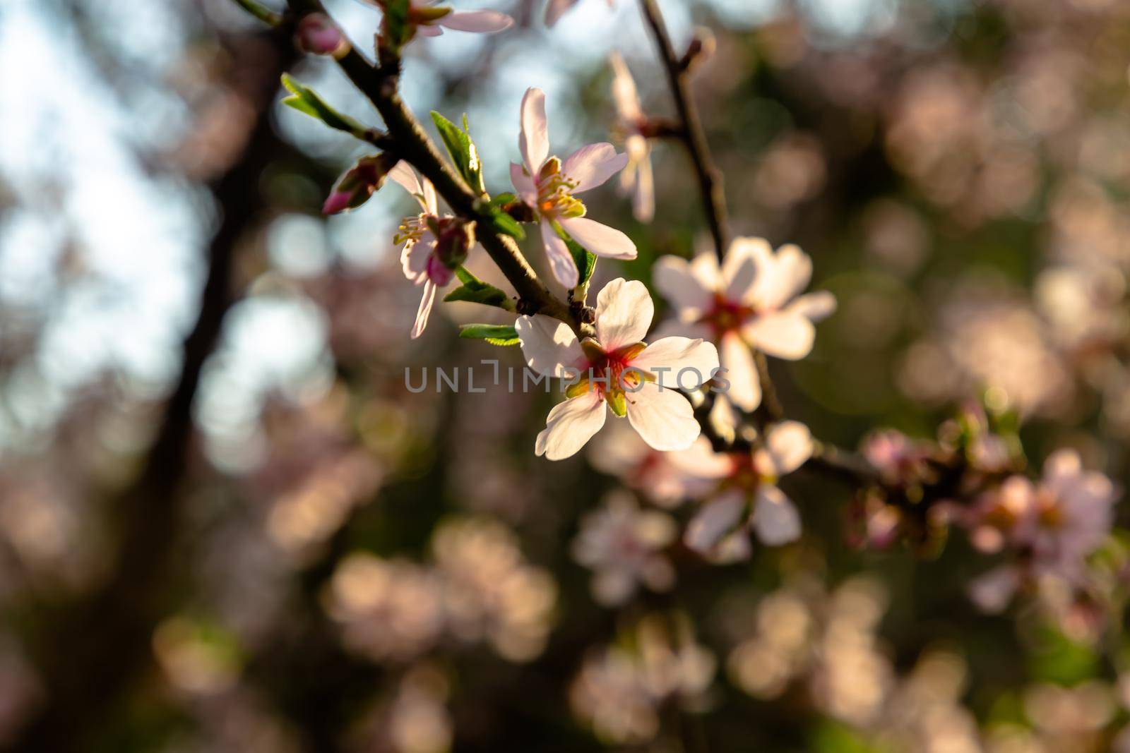 Pink almond flowers on a tree, Spain in winter by Milanchikov