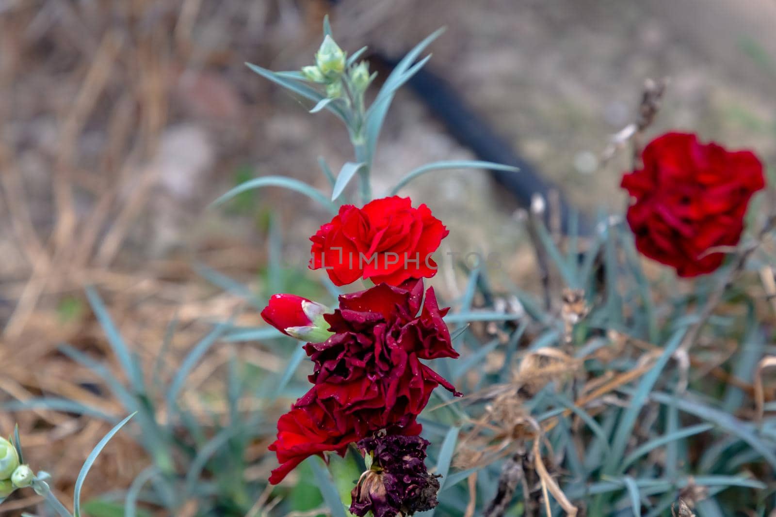 Small red carnation flowers grow on a background of green grass